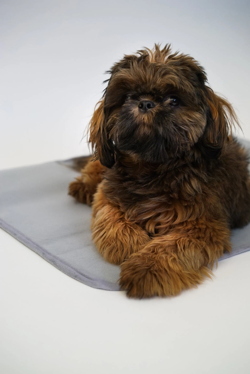 THERA PAWZ WARMING PAD