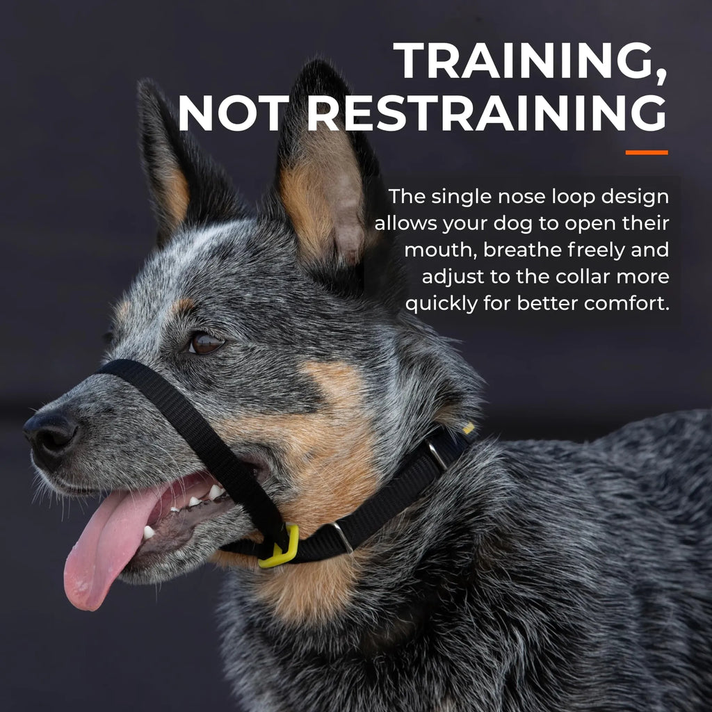 CANNY COLOSSUS TRAINING COLLAR