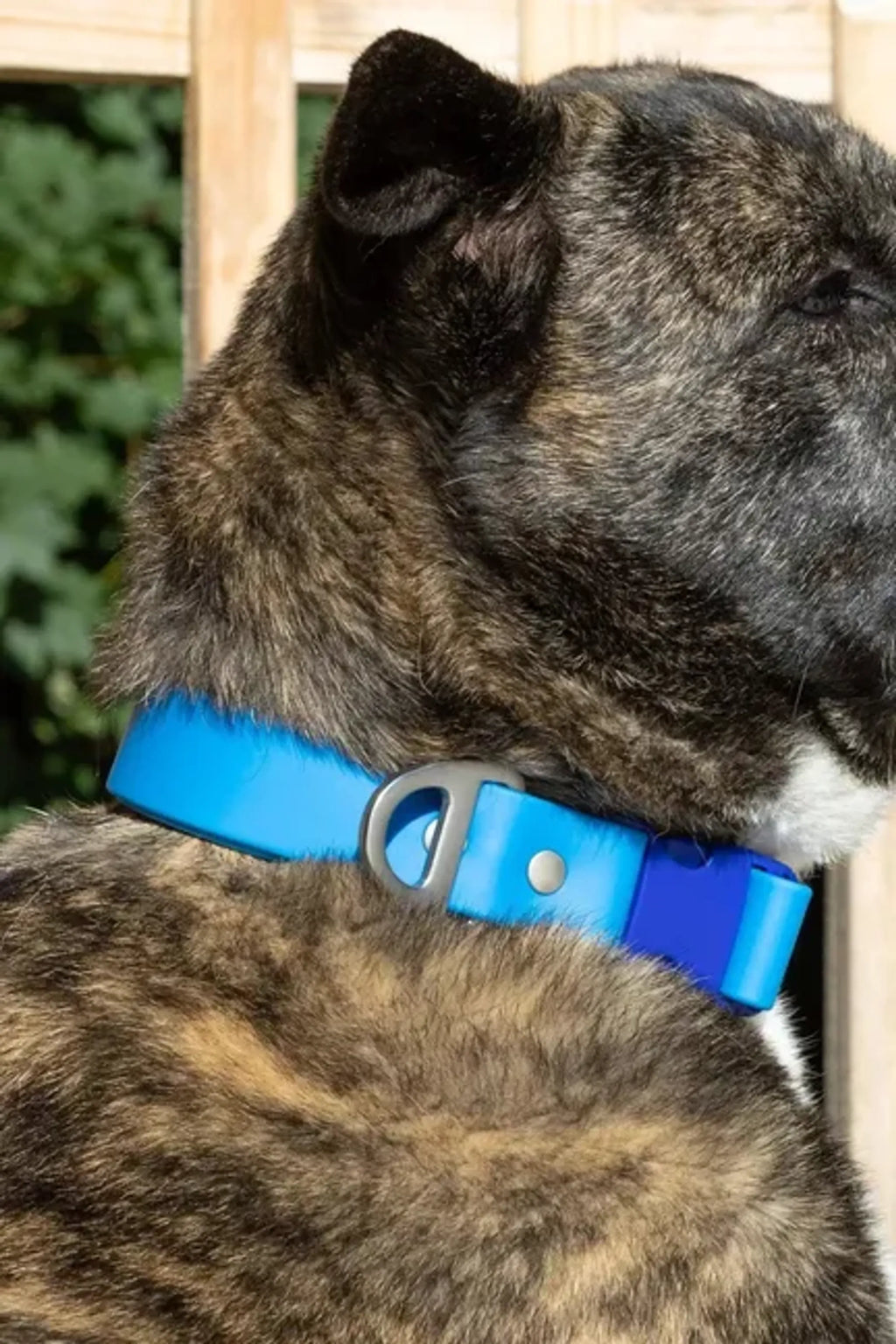 DOCKSIDE ADVENTURES WATERPROOF COLLAR