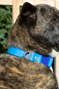 DOCKSIDE ADVENTURES WATERPROOF COLLAR