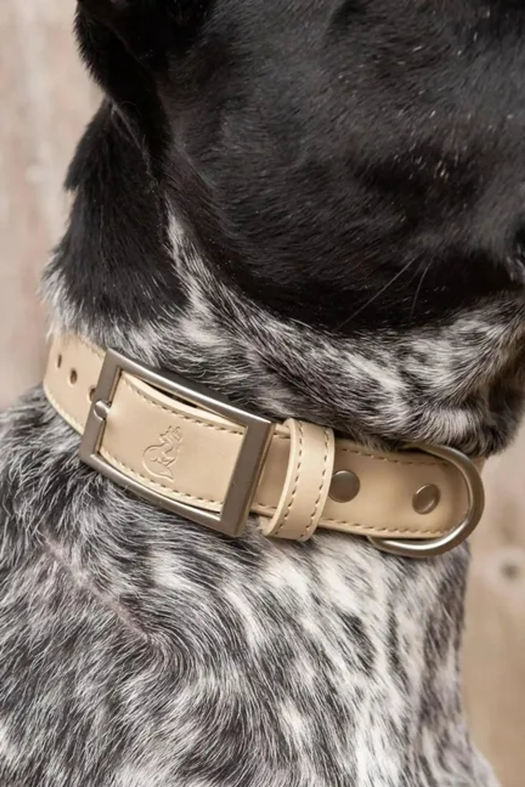 CHAMPAGNE FIZZ VEGAN LEATHER DOG COLLAR