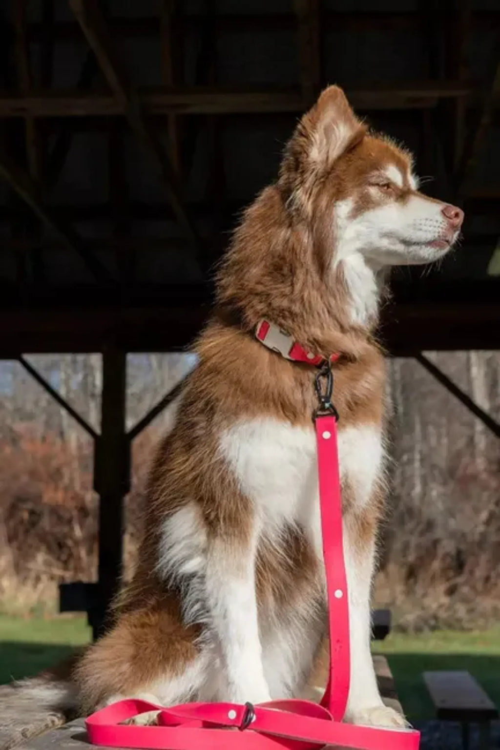 WATERPROOF COLLAR IN RED MOUNTAIN SYRAH