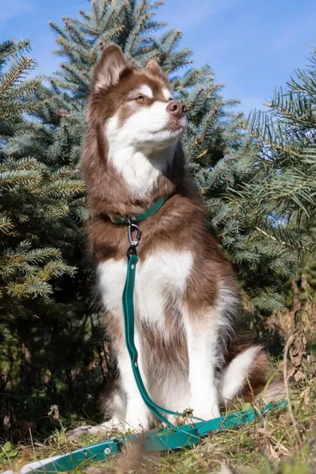 SIBERIAN SPRUCE WATERPROOF COLLAR