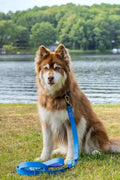 DOCKSIDE ADVENTURES WATERPROOF LEASH