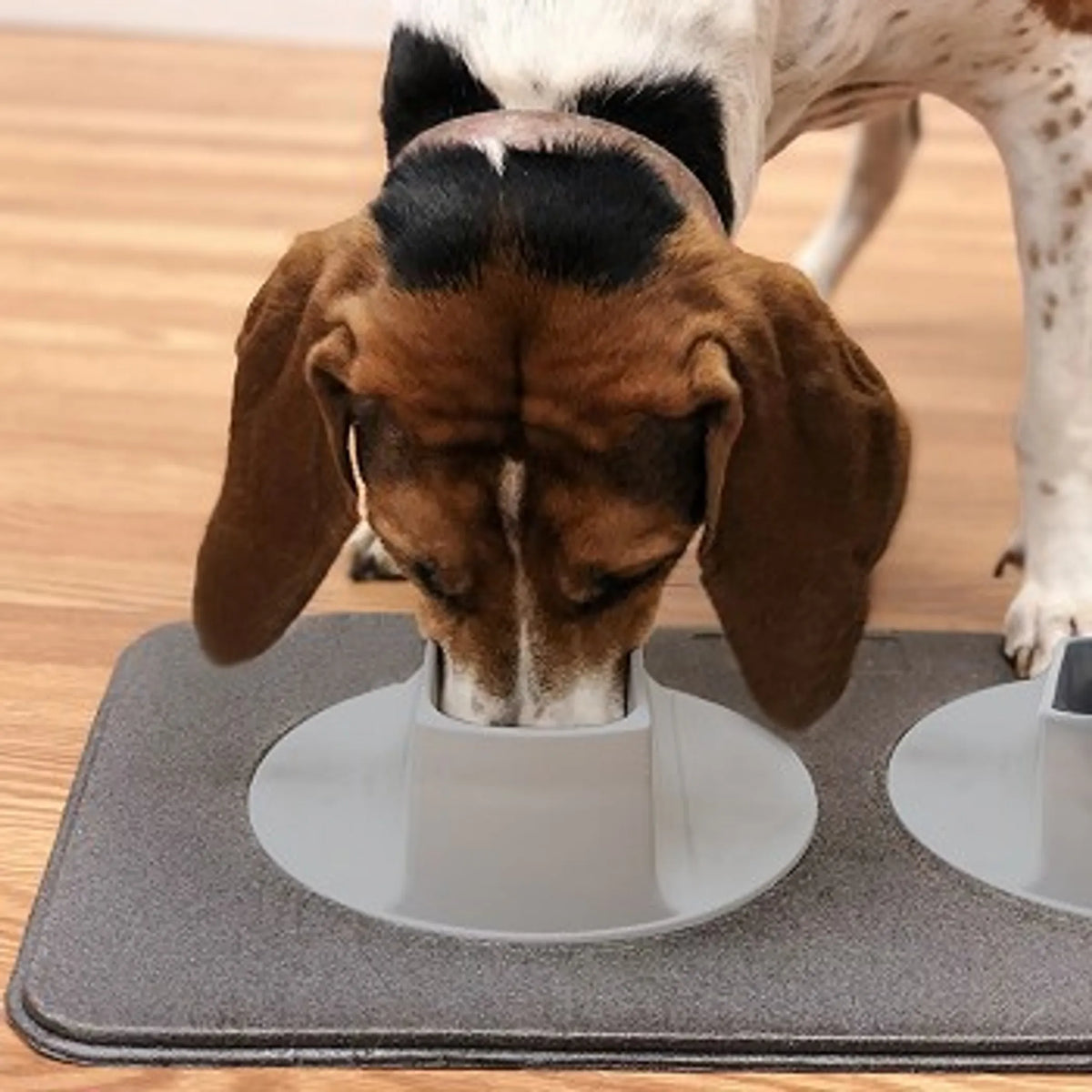EAR CLEAR PET FEEDING STATION